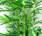 竹子图片